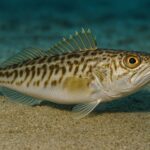 Giftige Fische an der Costa Blanca: Das sollten Sie diesen Sommer wissen
